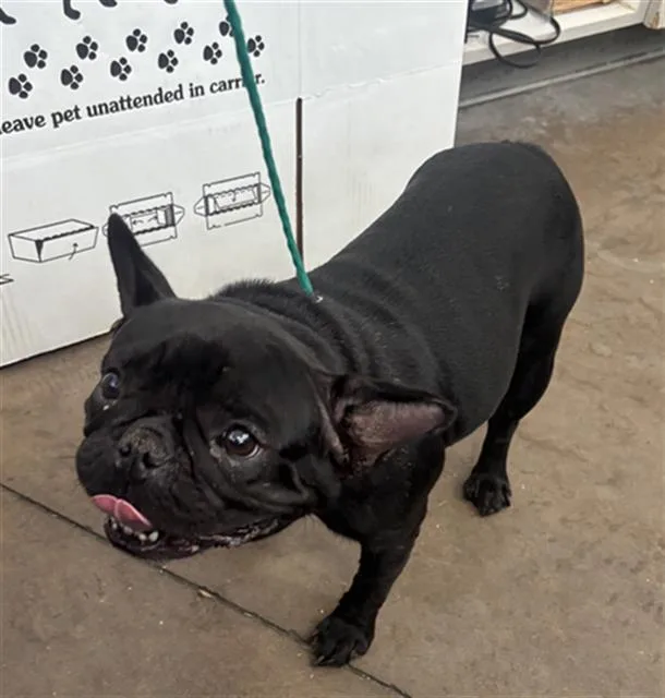 An adult small-sized female Mixed Breed dog named Fiona for adoption in Dallas, TX