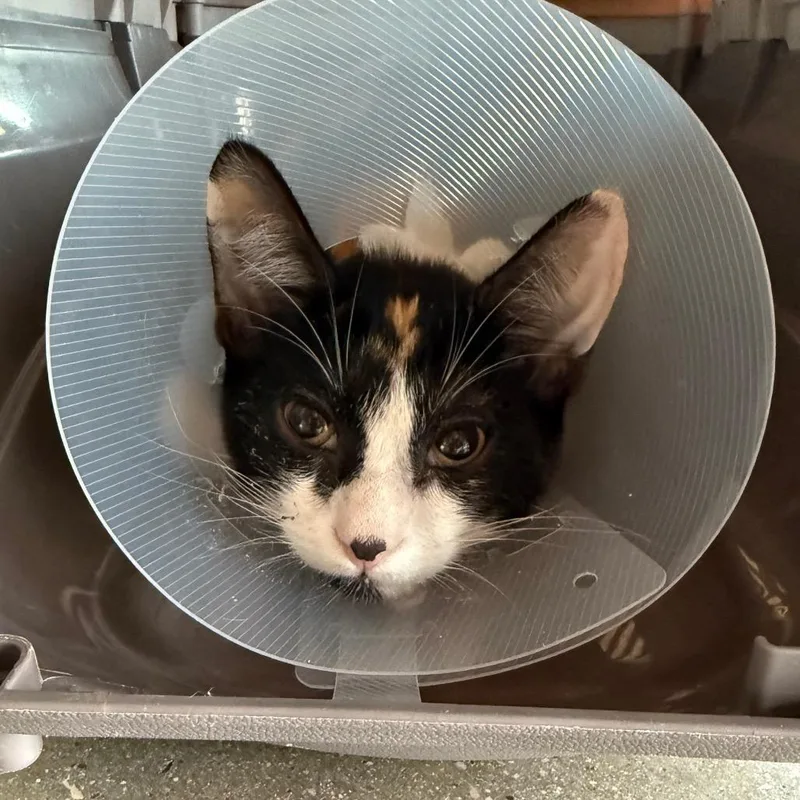 A baby small-sized female Calico Domestic Short Hair cat named Constantine for adoption in Leander, TX