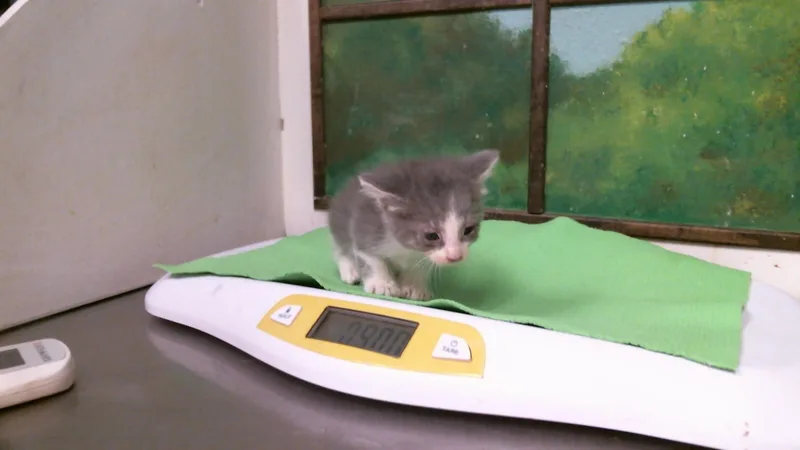 A baby small-sized male Domestic Short Hair cat named Chimchar for adoption in Houston, TX
