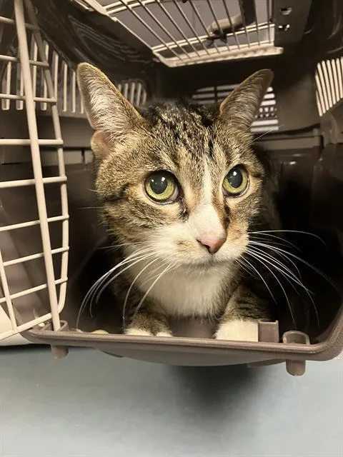 A senior small-sized male Domestic Short Hair cat named Lucky for adoption in Camarillo, CA