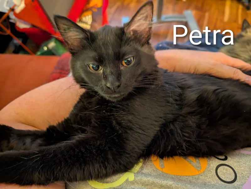 Petra  Ssb