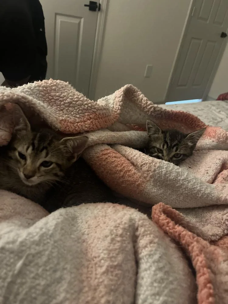 A baby small-sized male Domestic Short Hair cat named Astro for adoption in Orlando, FL