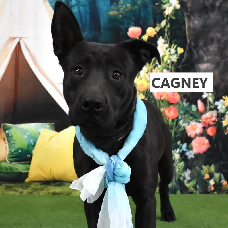 Cagney