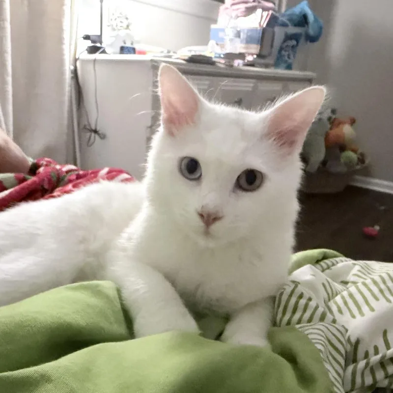 Jon Snow thumbnail 2