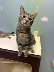 A young medium-sized male Domestic Short Hair cat named Chewy for adoption in Chillicothe, OH