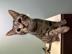 Chewy thumbnail 3