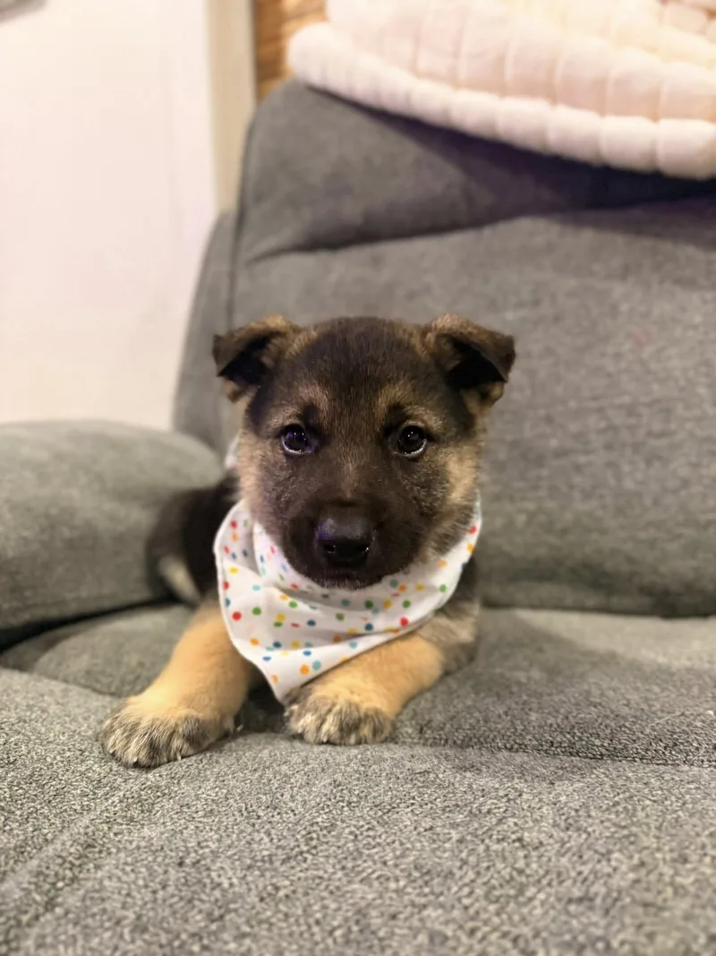 A young medium-sized male Husky dog named Champagne for adoption in West Richland, WA
