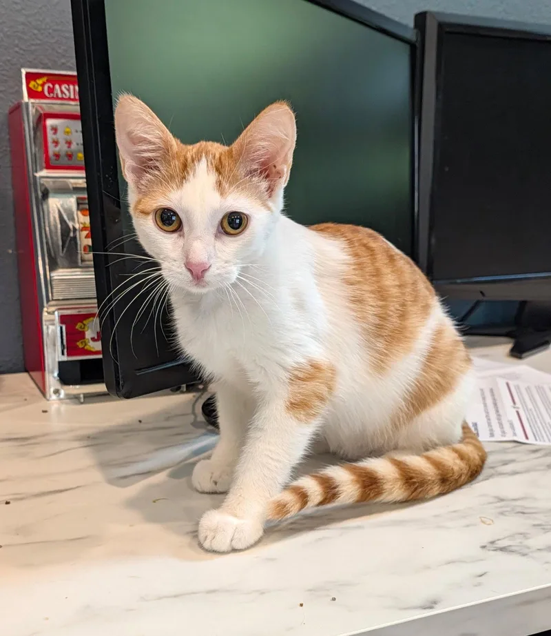 A baby medium-sized male Orange & White Domestic Short Hair cat named Amos for adoption in Oviedo, FL
