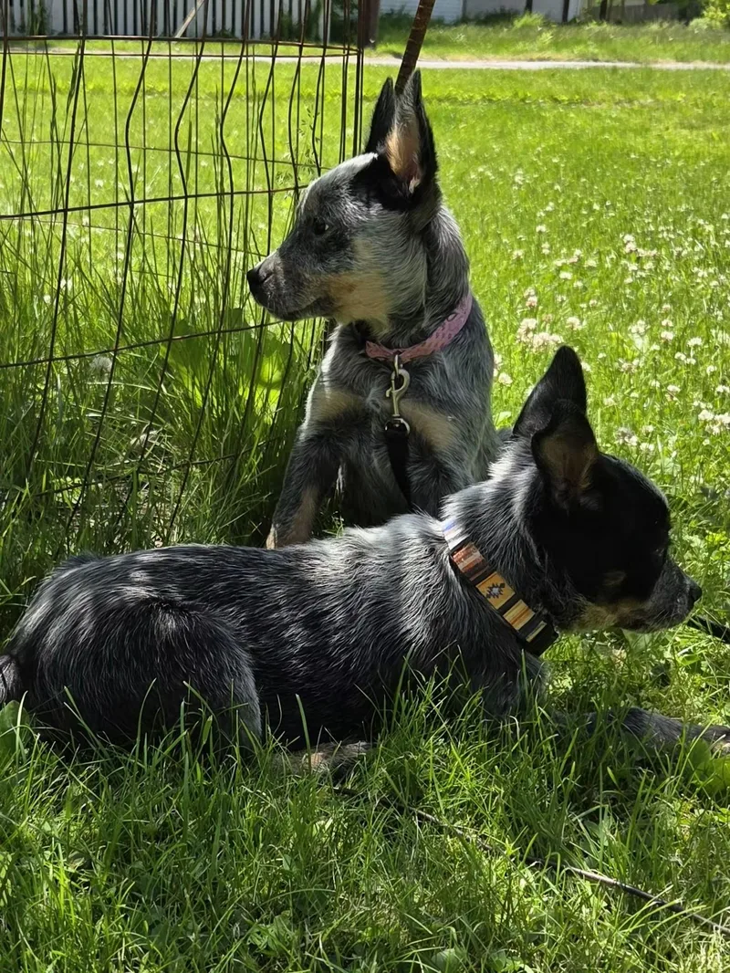 A baby medium-sized female Gray / Blue / Silver Australian Cattle Dog / Blue Heeler dog named Pixie for adoption in Garden City, NY