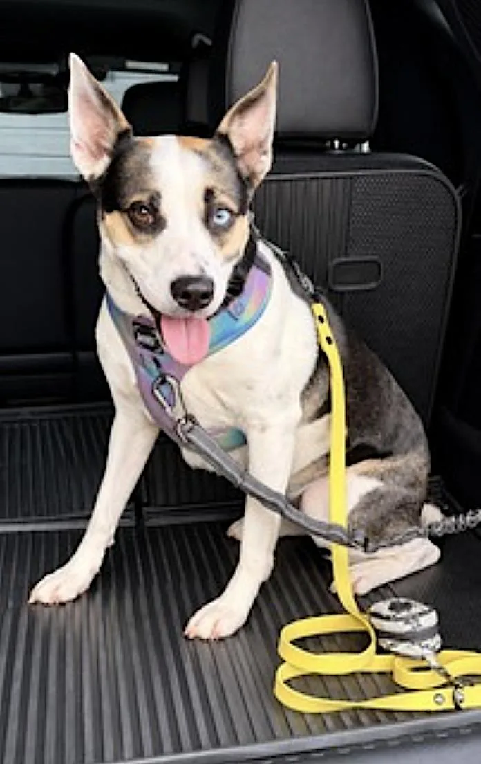An adult medium-sized female Tricolor (Brown, Black, & White) Pit Bull Terrier dog named Electra Stardust for adoption in Amherst, MA
