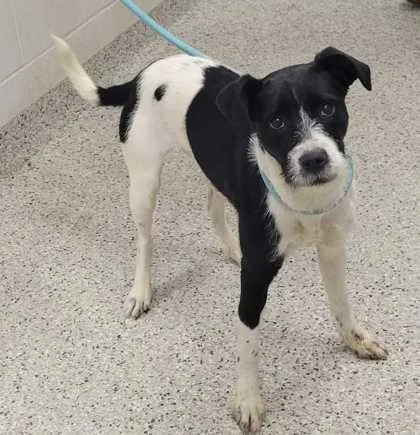 A young medium-sized female Black Mixed Breed dog named Flitwick for adoption in Kansas City, MO
