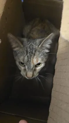 Estrella thumbnail 2