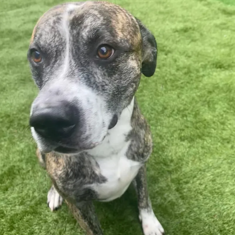 An adult large-sized male Mixed Breed dog named Meep Boulevard for adoption in Davenport, IA