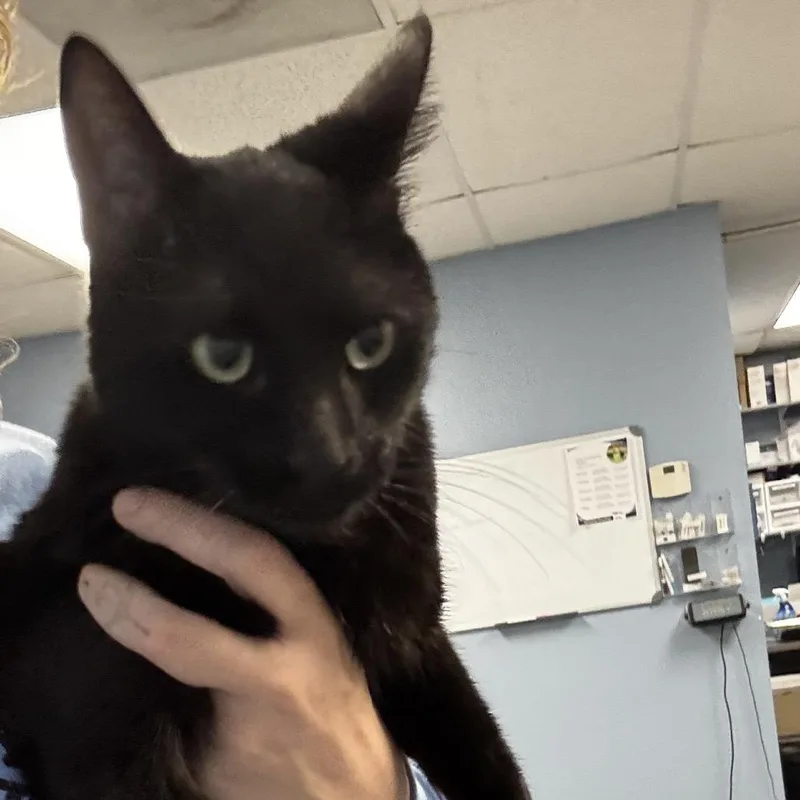 A young medium-sized female Black Domestic Short Hair cat named Theodora for adoption in St Joseph, MO