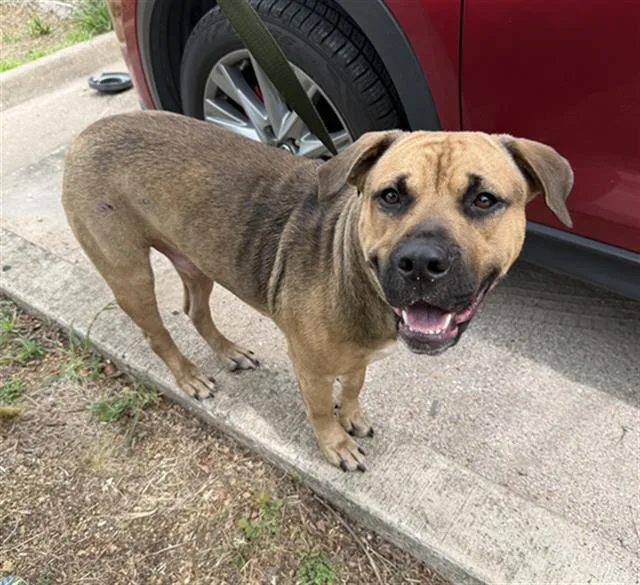 A young large-sized male Mixed Breed dog named Kevin for adoption in Dallas, TX
