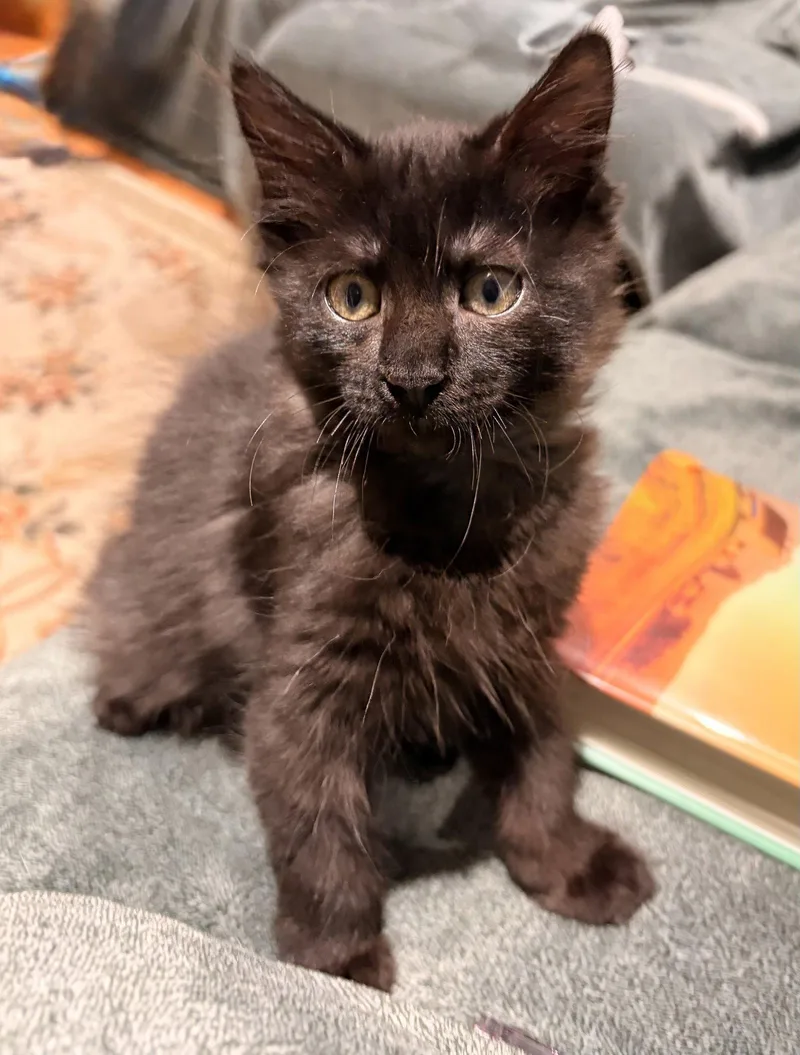 A baby medium-sized male Black Domestic Short Hair cat named Marlon for adoption in Trenton, NJ
