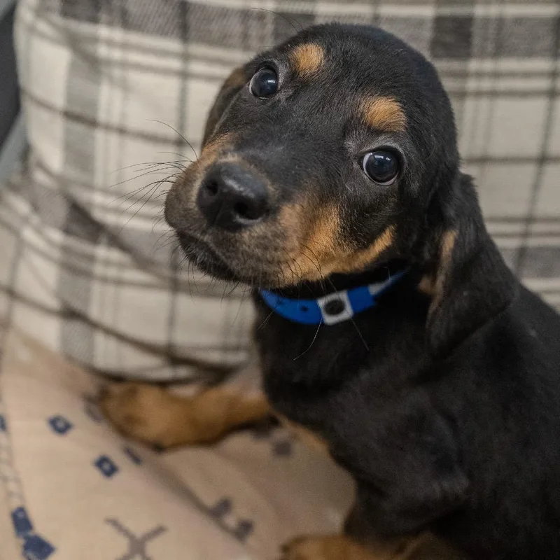 A baby medium-sized male Black Hound dog named Aaron for adoption in Pawling, NY