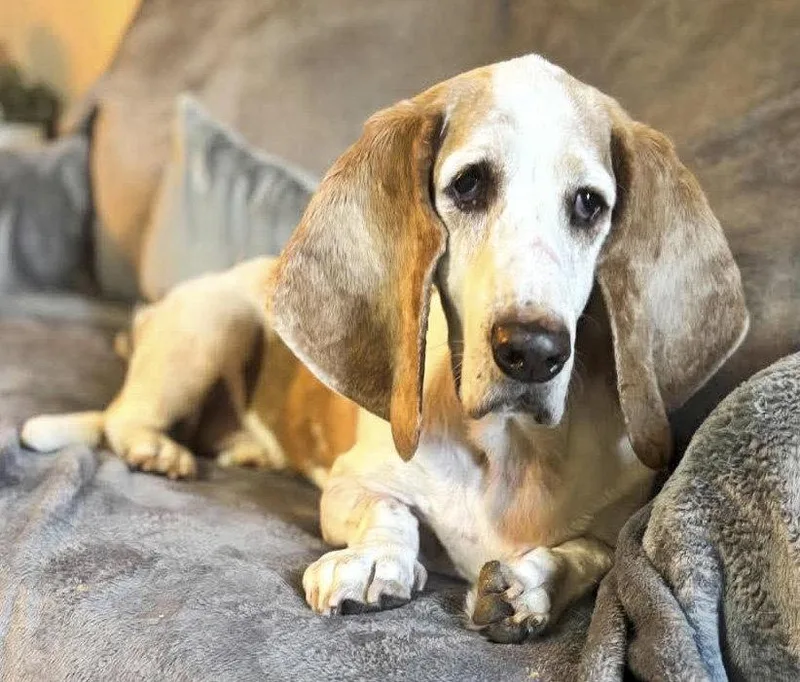 An adult medium-sized male Basset Hound dog named Gilbert for adoption in Mays Landing, NJ