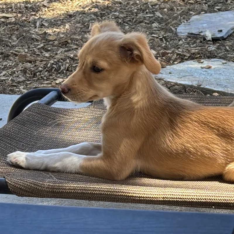 A baby small-sized female Terrier dog named Blossom for adoption in Lancaster, CA