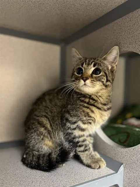 A baby small-sized female Domestic Short Hair cat named Zula for adoption in Aliquippa, PA