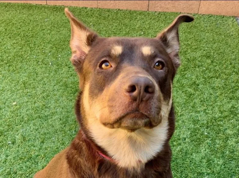 An adult large-sized female Brown / Chocolate Australian Kelpie dog named Save Me Please for adoption in San Marcos, CA