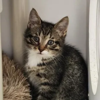 A baby medium-sized male Tabby (Brown / Chocolate) Domestic Short Hair cat named J.p for adoption in Cooperstown, NY
