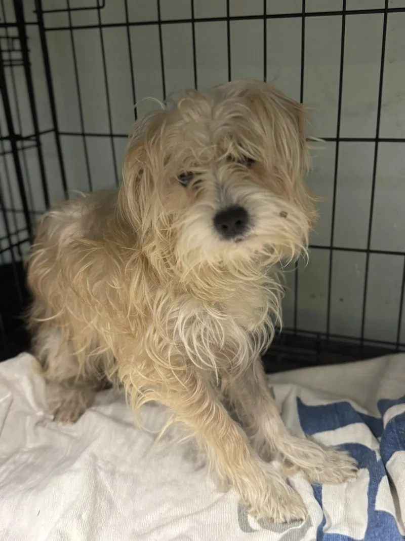 A young small-sized female Silky Terrier dog named Fancy for adoption in Matthews, NC