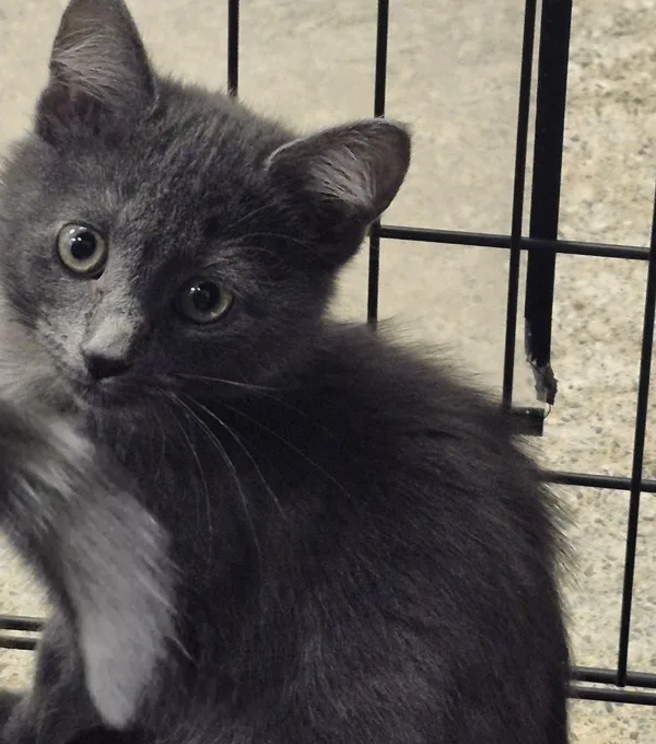 A baby medium-sized female Domestic Short Hair cat named Susie for adoption in Napa, CA