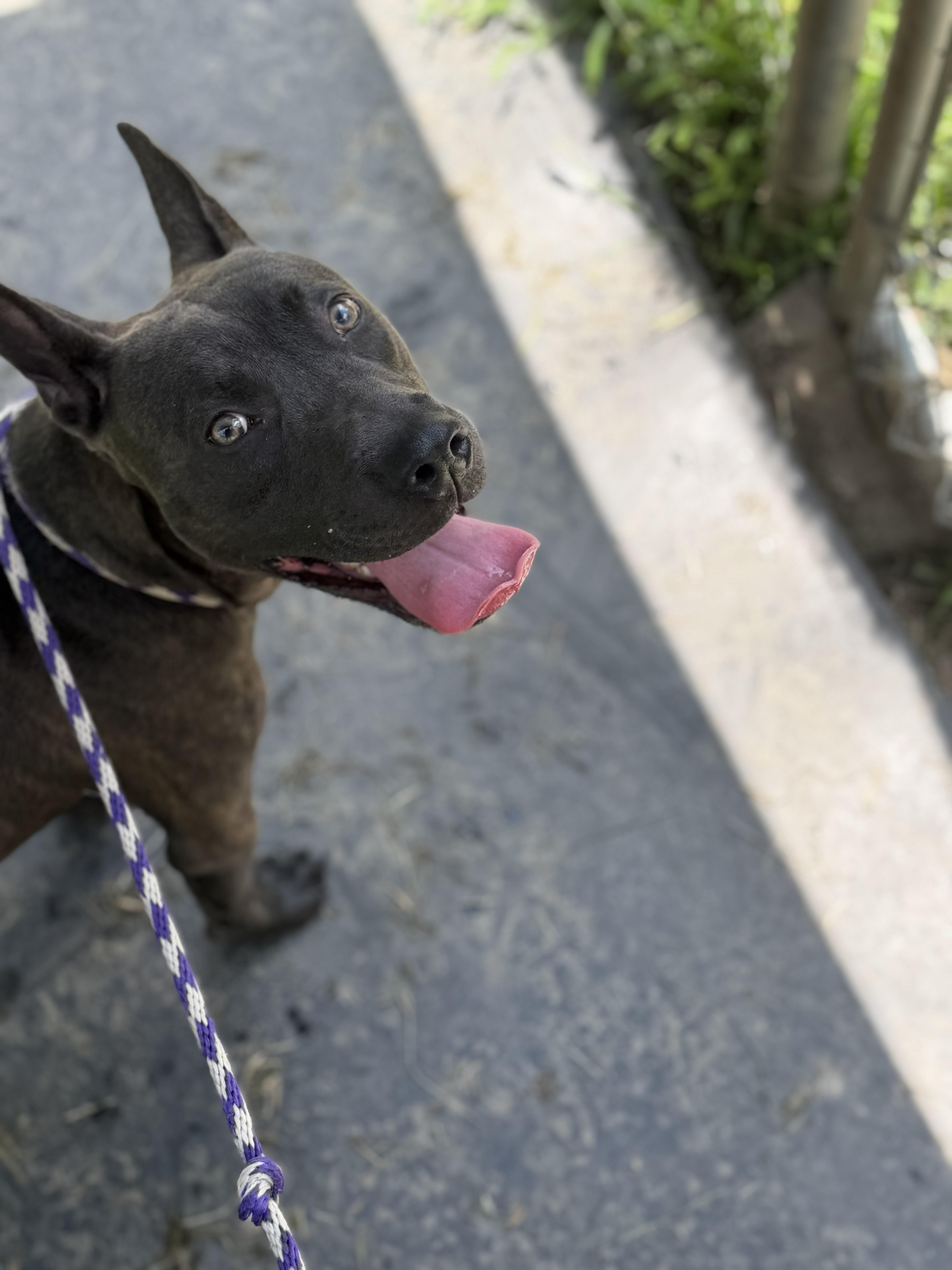 A young medium-sized male Gray / Blue / Silver American Bully dog named Manos for adoption in Maidens, VA