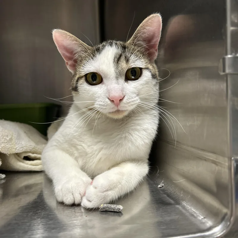 A young medium-sized male Tabby (Brown / Chocolate) Domestic Short Hair cat named Paulo for adoption in La Grange Park, IL