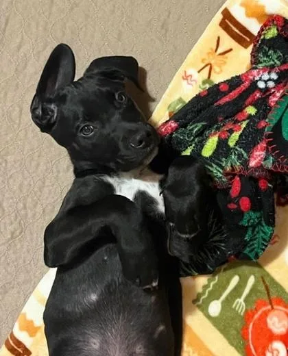A baby large-sized male Terrier dog named Stanley for adoption in Malvern, PA
