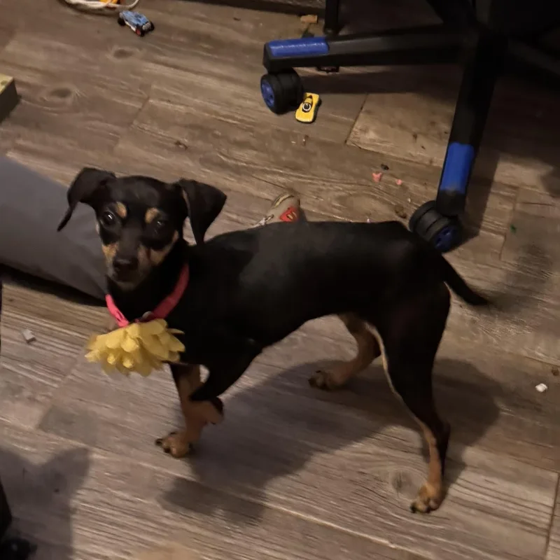 An adult small-sized female Tricolor (Brown, Black, & White) Chiweenie dog named Honey for adoption in Yukon, OK