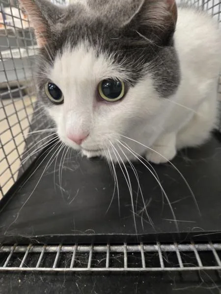 An adult extra large-sized female Domestic Short Hair cat named Bertha for adoption in Millersville, MD