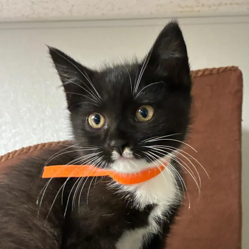 A baby small-sized male Black Domestic Short Hair cat named Gilbert for adoption in Uniontown, PA