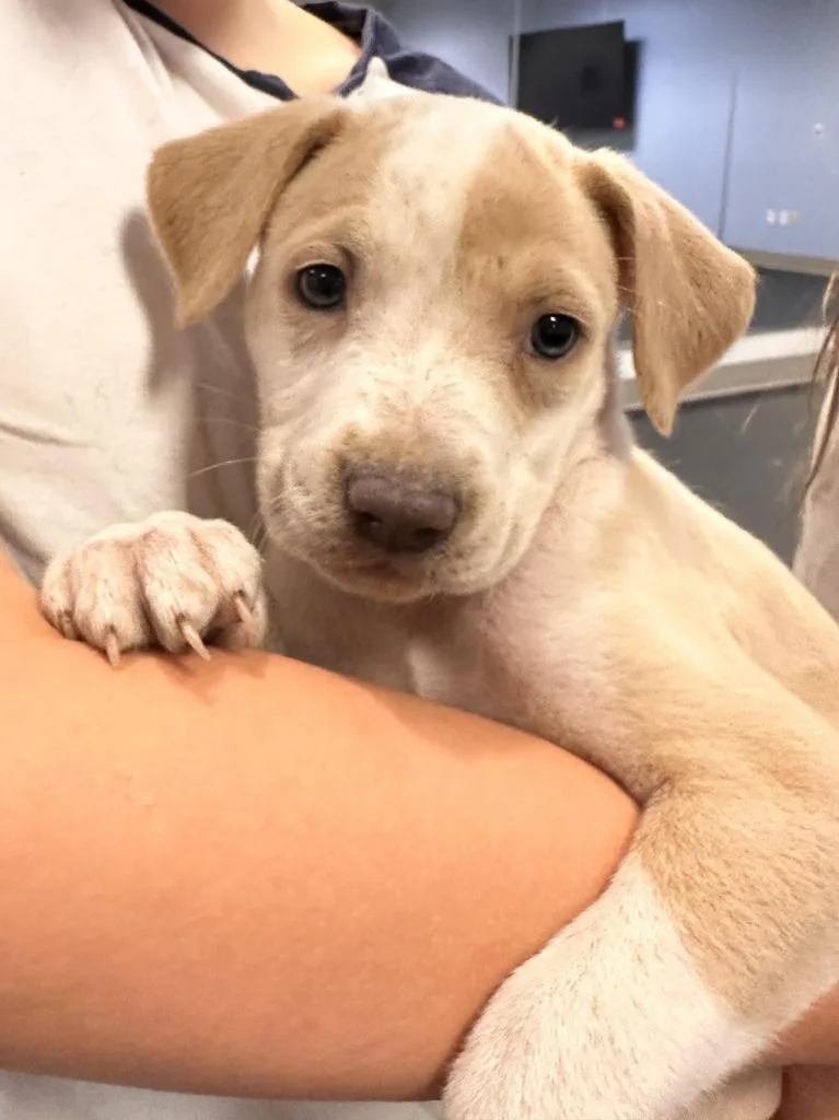 A baby medium-sized female Mixed Breed dog named Chai for adoption in Florence, SC