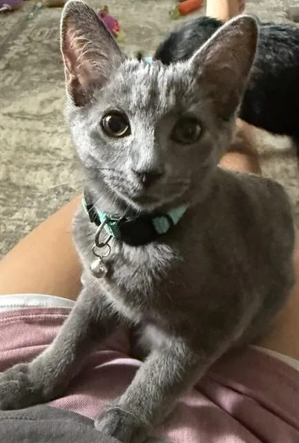 A baby small-sized female Domestic Short Hair cat named Lou for adoption in Westminster, MD