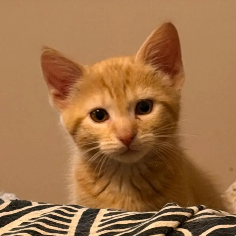A baby small-sized male Orange / Red Domestic Short Hair cat named Milotic Rinaldi for adoption in Merrifield, VA