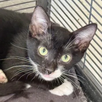 A young small-sized male Black Domestic Short Hair cat named Magic for adoption in New Port Richey, FL