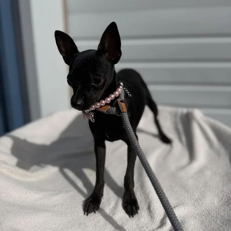 A baby small-sized female Black Chihuahua dog named Sissy for adoption in Newberg, OR
