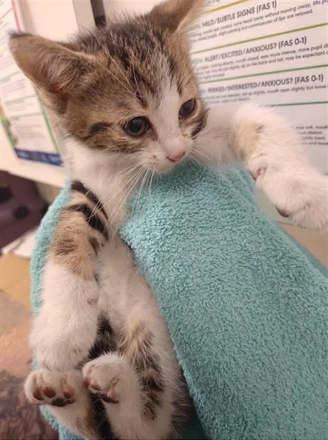 A baby small-sized male Domestic Short Hair cat named D for adoption in Santa Maria, CA