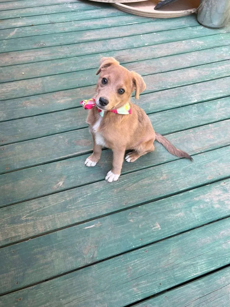 A baby medium-sized female Mixed Breed dog named Woodlyn for adoption in Fond Du Lac, WI
