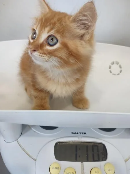 A baby small-sized male Domestic Medium Hair cat named Stitches for adoption in Cleveland, TN