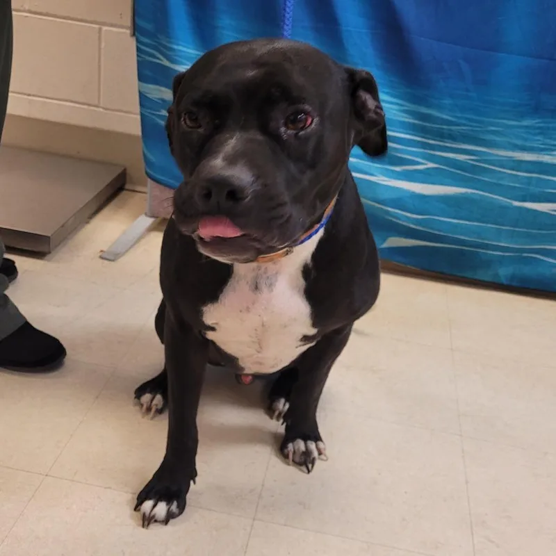 An adult medium-sized male Black Mixed Breed dog named Maximus for adoption in Lake Panasoffkee, FL