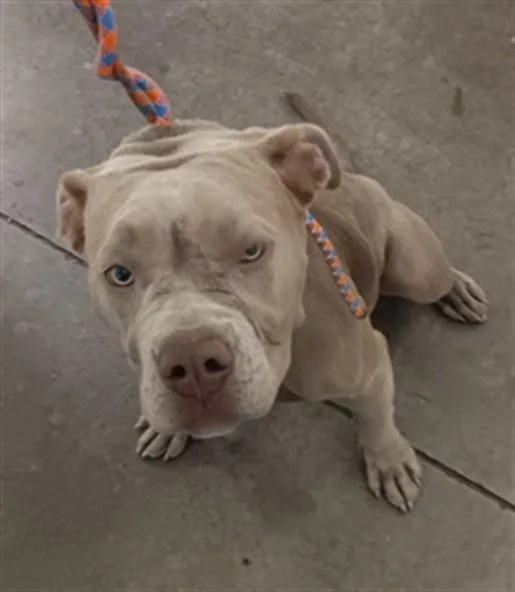A young large-sized female Pit Bull Terrier dog named Lola for adoption in Los Angeles, CA