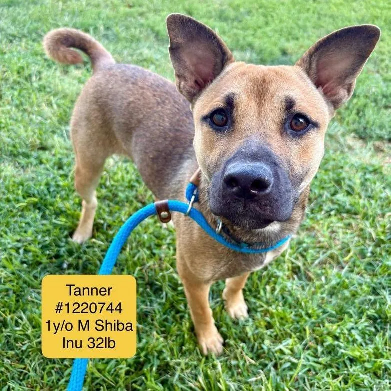 Tanner