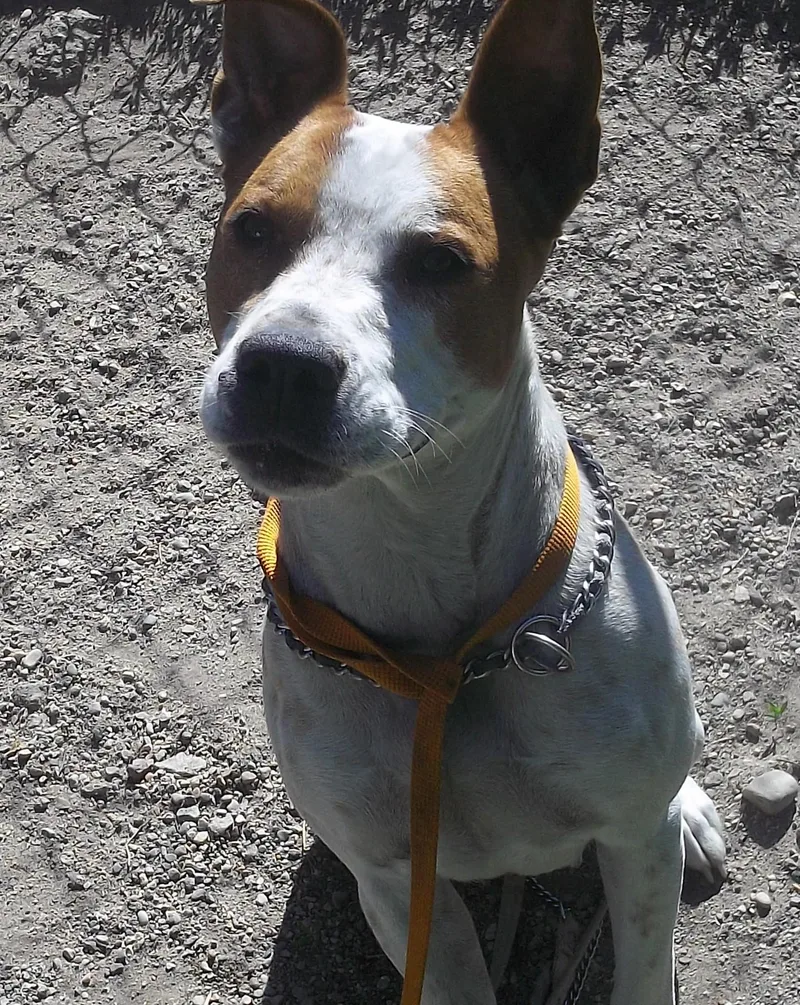 An adult medium-sized female White / Cream Australian Cattle Dog / Blue Heeler dog named Boo for adoption in Reed City, MI