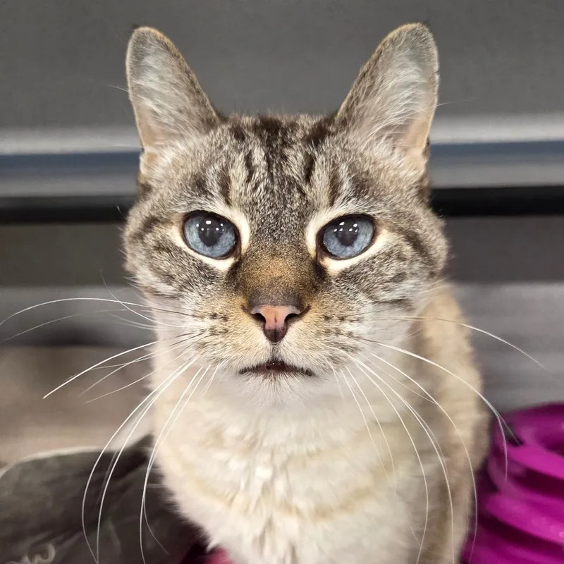 A senior medium-sized male Siamese cat named Alfred for adoption in Sheridan, WY