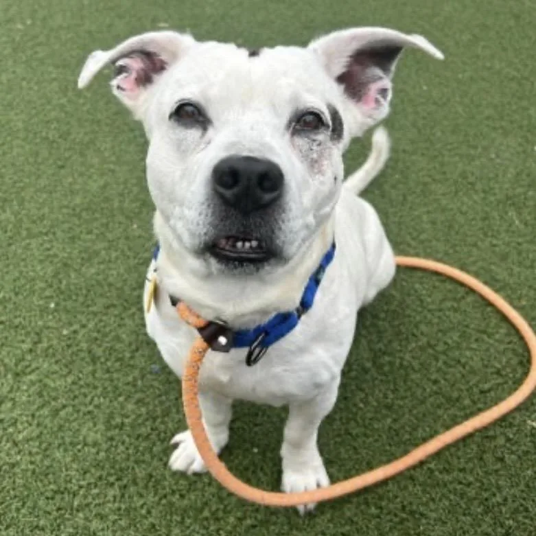 An adult medium-sized male White / Cream Mixed Breed dog named Tito for adoption in Middleburg Heights , OH