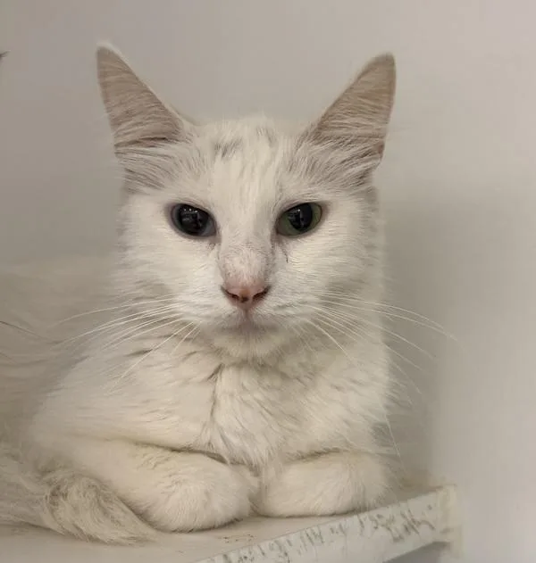 An adult small-sized female Domestic Short Hair cat named Key for adoption in Troutdale, OR