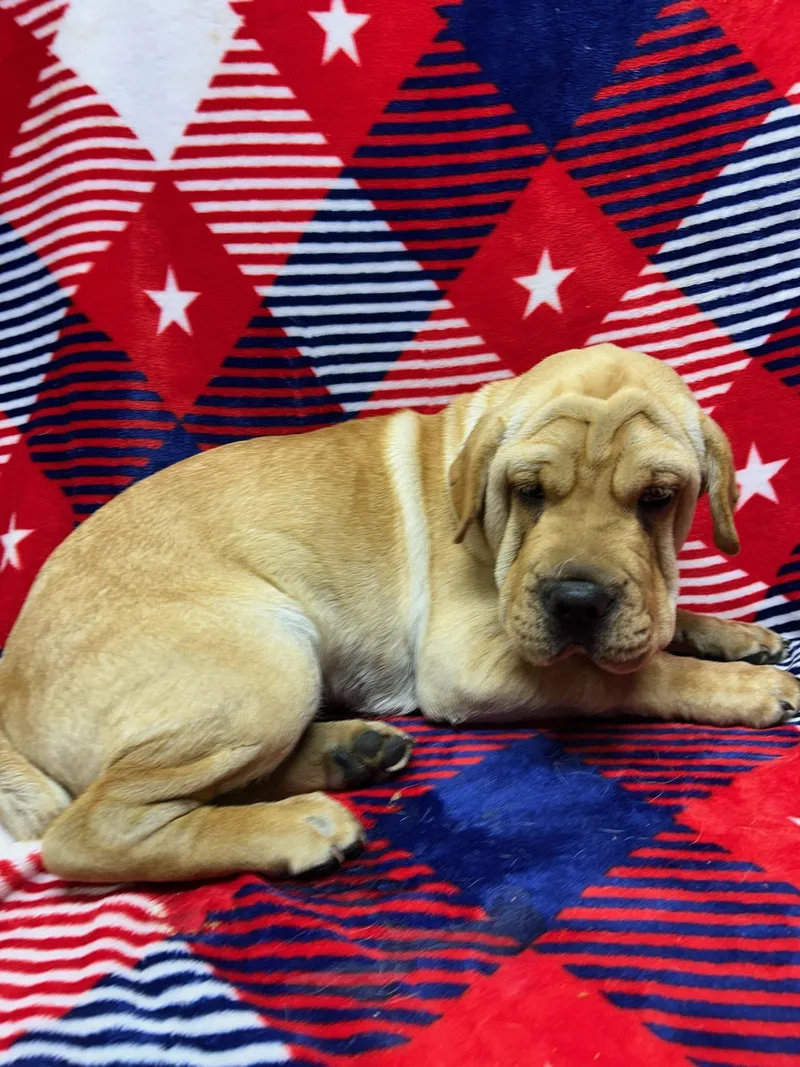 A baby medium-sized male Mixed Breed dog named Hank for adoption in Rossford, OH